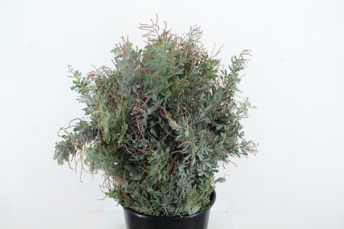 <h4>ACACIA MIMOSA BAILEYANA 200GR</h4>