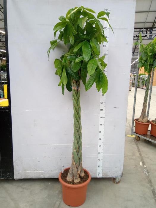 <h4>Pachira aquatica</h4>