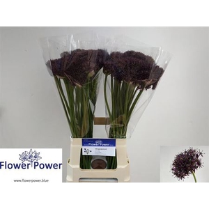 ALLIUM ATROPURPUREUM