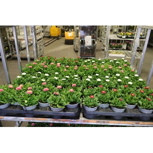 arr8 Bellis Perennis Mixk 1 Kleur Per Tray