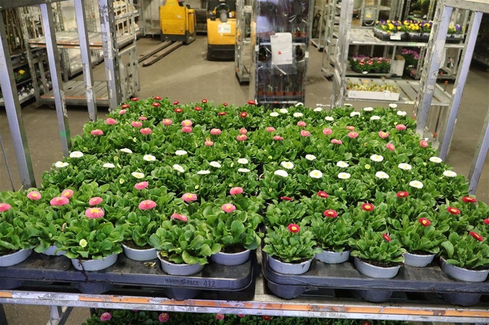 <h4>Bellis Perennis Mixk 1 Kleur Per Tray</h4>