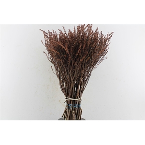 Gagel Myrica Per Bos