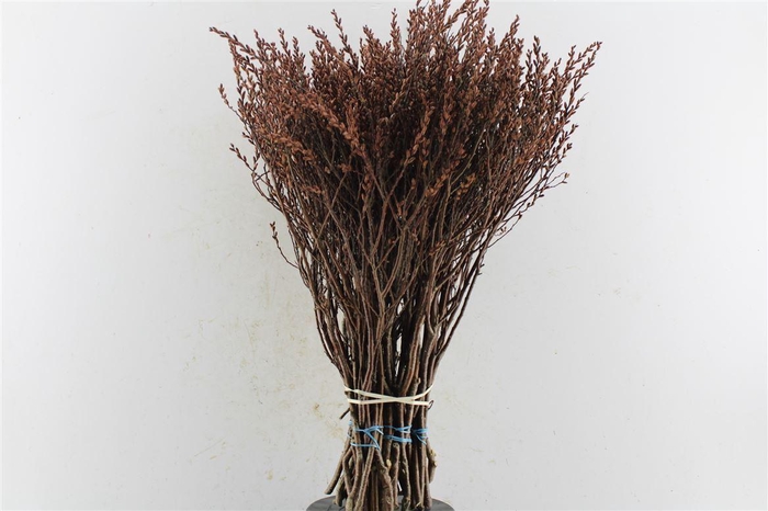 <h4>Gagel Myrica Per Bos</h4>