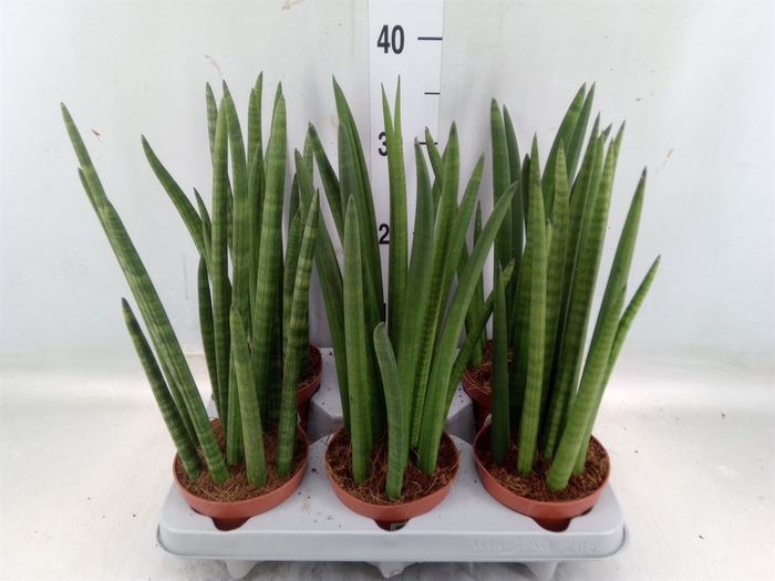 <h4>Sansevieria cyl.  ...</h4>