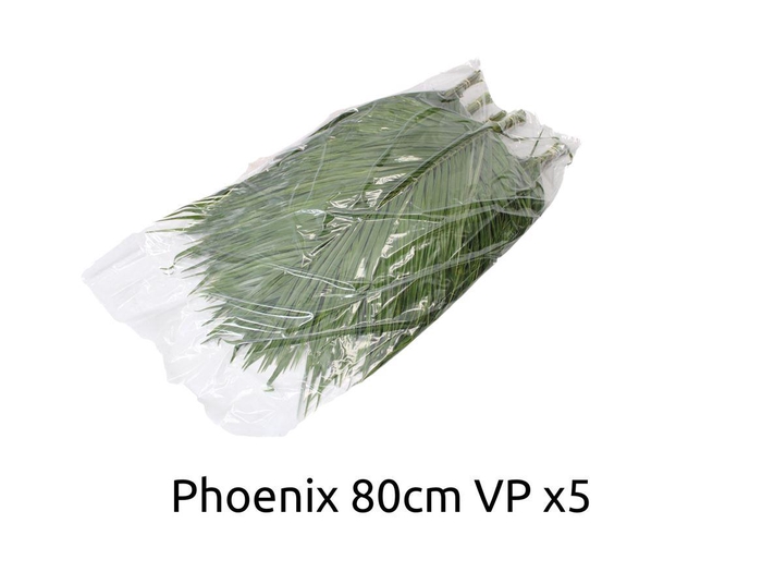<h4>Phoenix 80 V P X5</h4>