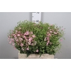 Saponaria Pink