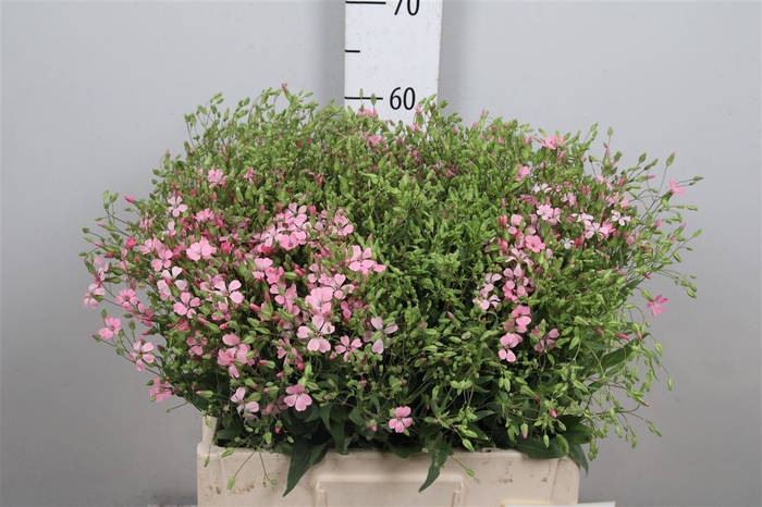 Saponaria Pink
