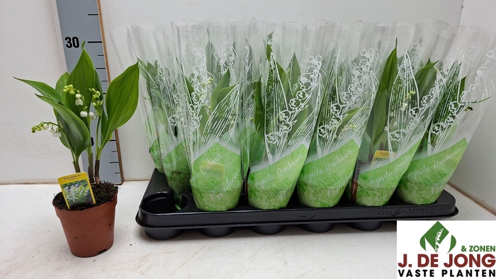 <h4>CONVALLARIA MAJALIS</h4>