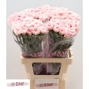 Di St Jodie EMF