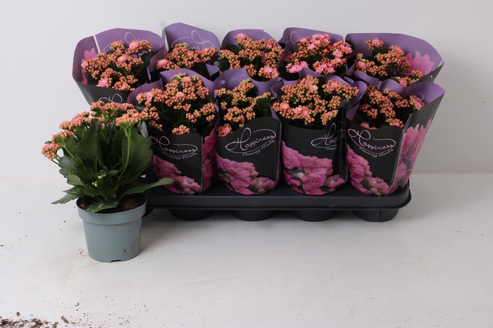 <h4>KAL GE PERFECTA PINK</h4>