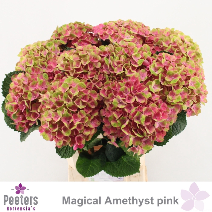 <h4>HYDR M MAG AMETHYST</h4>