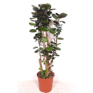 Polyscias Fabian