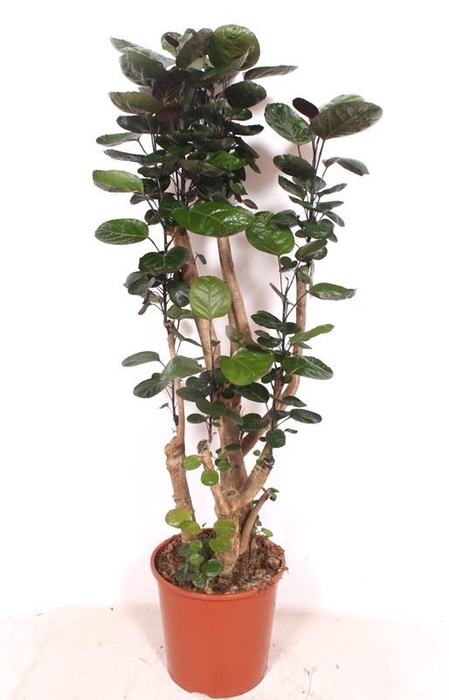 Polyscias Fabian