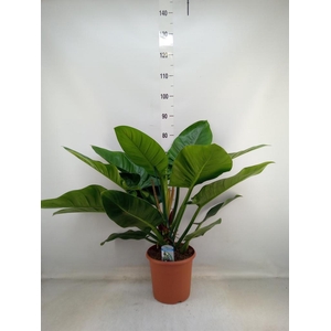 Philodendron  'Imperial Green'