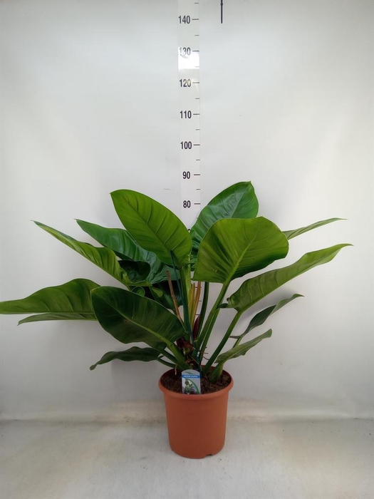 <h4>Philodendron 'Imperial Green'</h4>