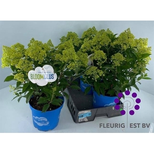 HYDR PA BLOOM NIMBUS