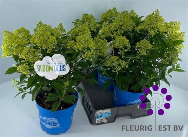 <h4>HYDR PA BLOOM NIMBUS</h4>