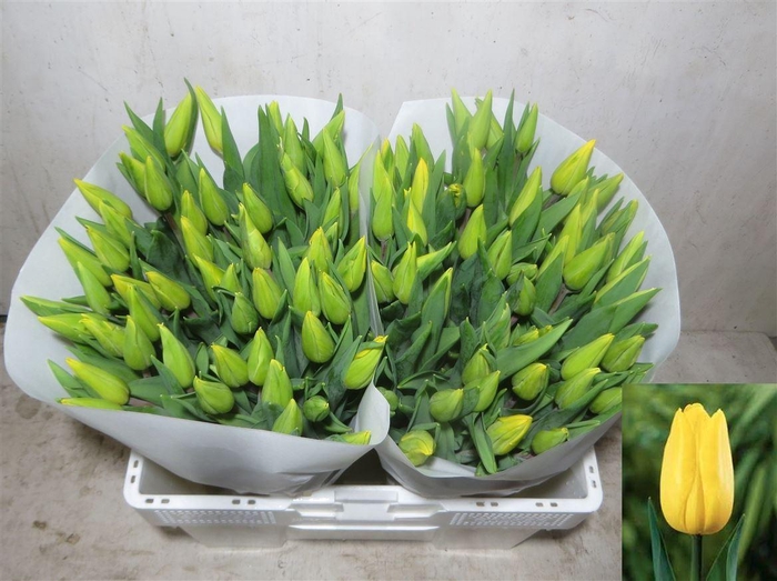 <h4>Tu En Strong Gold</h4>