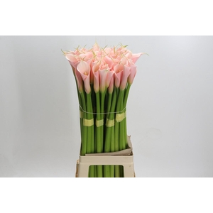 Zantedeschia Eydolls Salmon