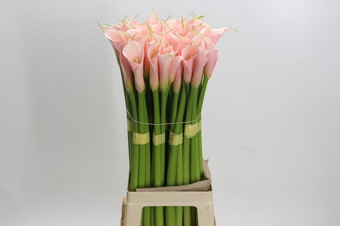 <h4>Zantedeschia Eydolls Salmon</h4>