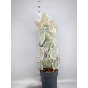 Ficus elastica 'Tineke'
