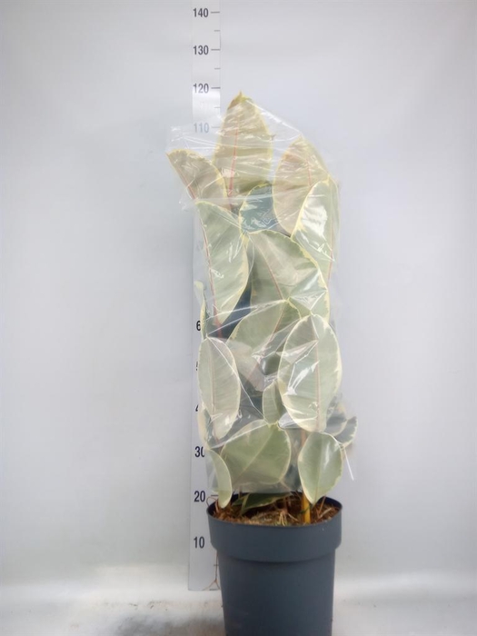 <h4>Ficus elastica 'Tineke'</h4>