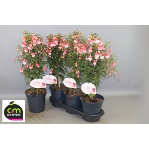 FUCHSIA OV
