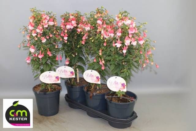 <h4>FUCHSIA OV</h4>