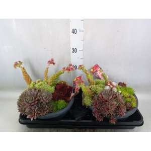 Sempervivum   ...