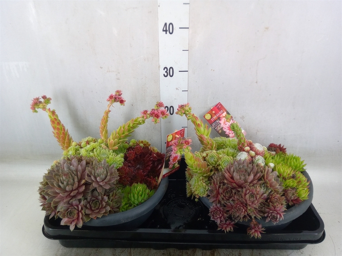 <h4>Sempervivum   ...</h4>