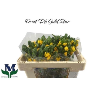 ORNIT DUBIUM GOLD STAR