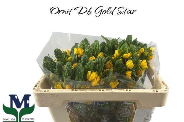 <h4>ORNIT DUBIUM GOLD STAR</h4>