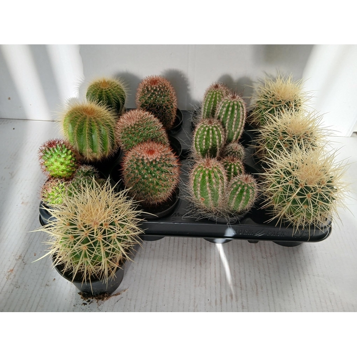 <h4>Mammillaria Enesti (Cites) 8,5Ø 10cm</h4>