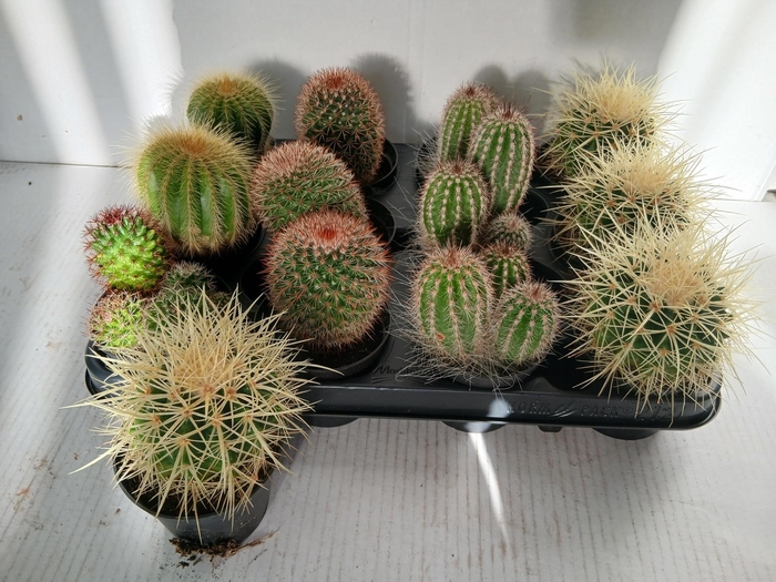 Mammillaria Enesti (Cites) 8,5Ø 10cm