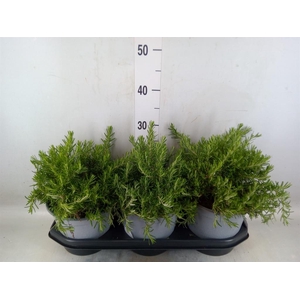 Rosmarinus offi. 'Prostratus'