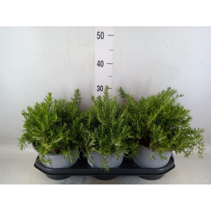 <h4>Rosmarinus offi. 'Prostratus'</h4>