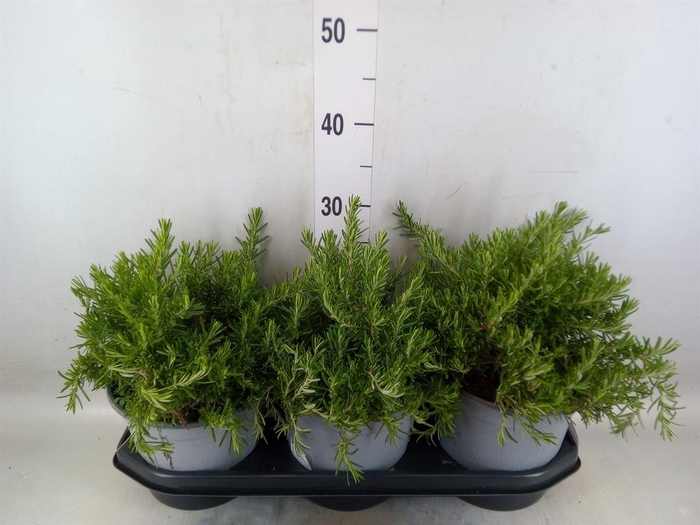 Rosmarinus offi. 'Prostratus'