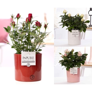 Rosa gemengd in P&PURE Essential ceramics ass. 3