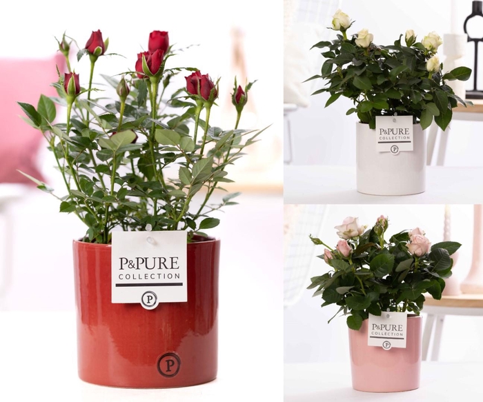 <h4>Rosa gemengd in P&PURE Essential ceramics ass. 3</h4>