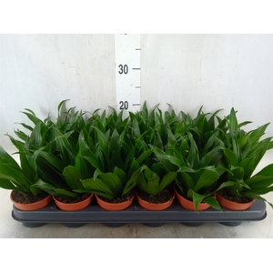 Dracaena frag. 'Compacta'