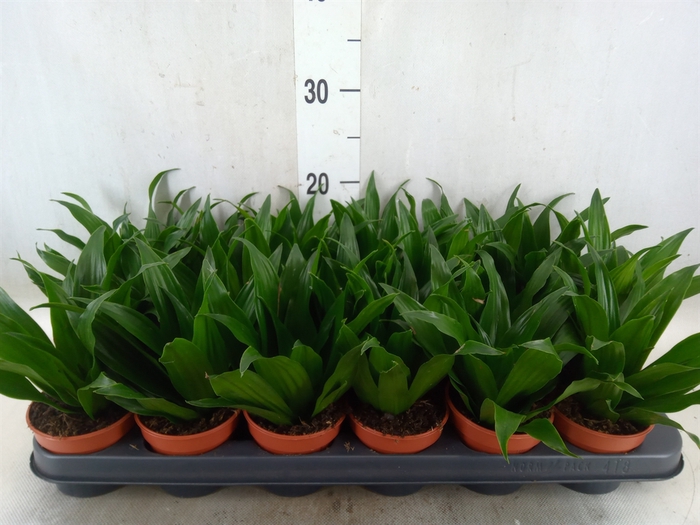 <h4>Dracaena frag. 'Compacta'</h4>