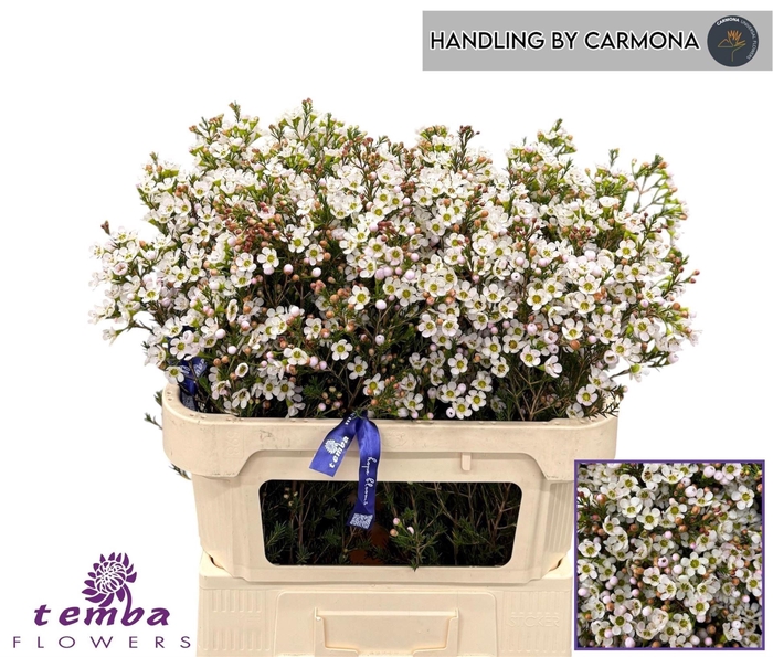 <h4>CHAMELAUCIUM MEG. 'SEXY ICE'</h4>