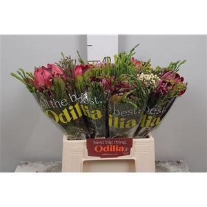 Protea Bq Hybride Sfb