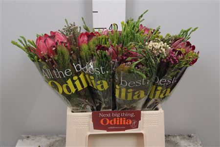 <h4>Protea Bq Hybride Sfb</h4>