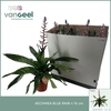 Aechmea 'Blue Rain'