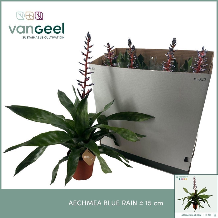 AECH BLUE RAIN