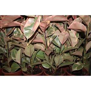 FICUS ELASTICA RUBY P24