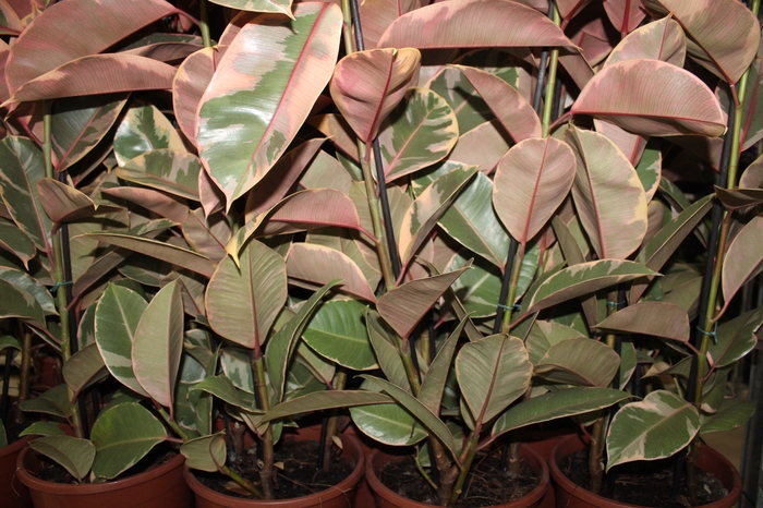 <h4>FICUS ELASTICA RUBY P24</h4>