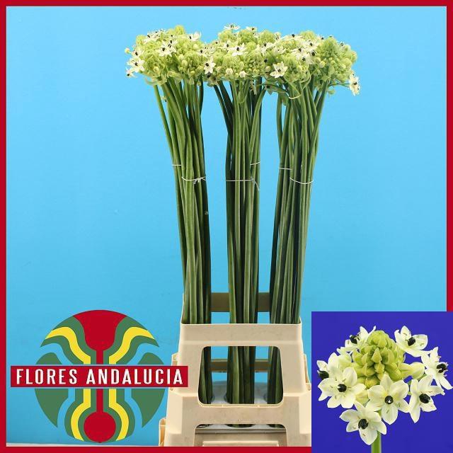 <h4>ORNIT SAUNDERSIAE</h4>