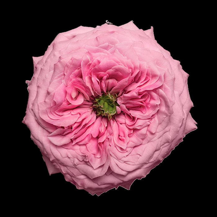 <h4>R Gr Peonikiss</h4>
